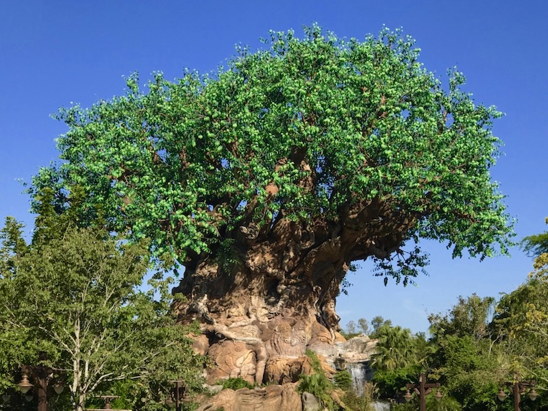 Disney's Animal Kingdom 