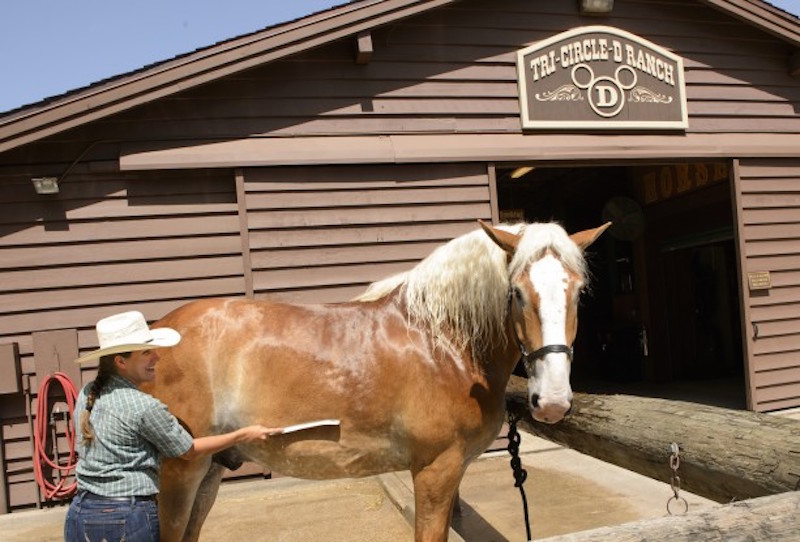 Walt's Wilderness