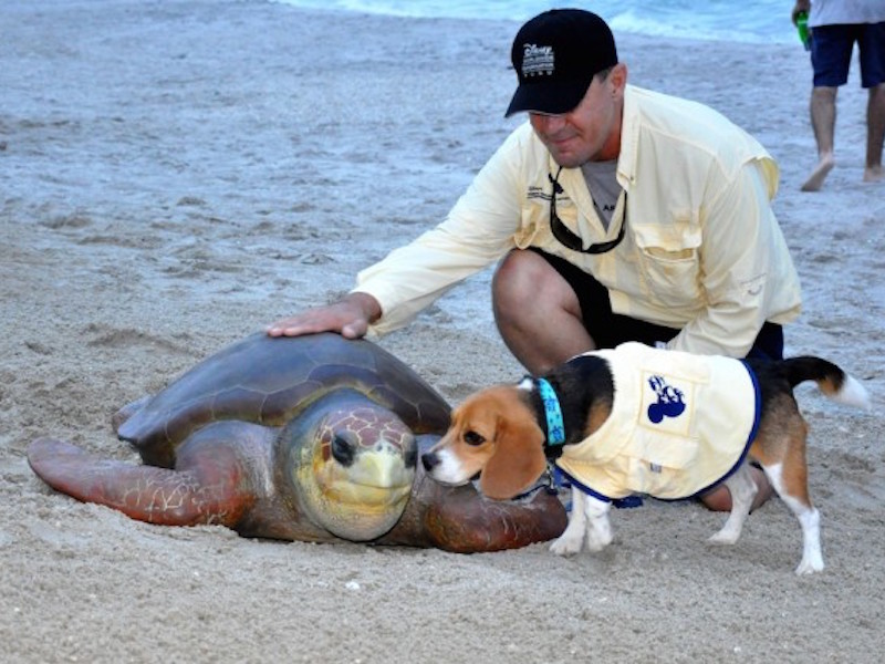 Vero Sea Turtles